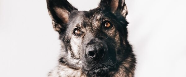 Close-up of a police dog.